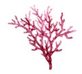 Watercolor red coral. Transparent sea plant isolated on white. Realistic scientific illustrations. Hand painted