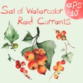 Watercolor red currants