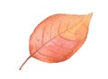 Watercolor red fall birch tree leaf isolated. Hand drawn illustration Royalty Free Stock Photo