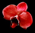 Watercolor red flower on  black isolated background with clipping path.  For design.  Closeup. Royalty Free Stock Photo