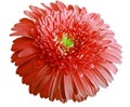 Watercolor red flower. Gerbera flower isolated on white background. No shadows with clipping path. Close-up. Royalty Free Stock Photo