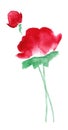 Watercolor red flower on white background, traditional painting illustration, decor element