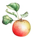 Watercolor red garden apple with green leaves Royalty Free Stock Photo