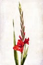 Watercolor red gladiolus Royalty Free Stock Photo