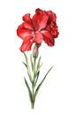 Watercolor red gladiolus flower. Royalty Free Stock Photo