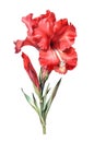 Watercolor red gladiolus flower. Royalty Free Stock Photo