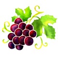 Watercolor red grape isolated on white Royalty Free Stock Photo