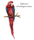 Watercolor red-and-green macaw. Hand painted parrot isolated on white background. Nature illustration with bird. For Royalty Free Stock Photo