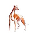 Watercolor Red greyhound isolated on white background, illustration. Royalty Free Stock Photo