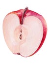 Watercolor red half apple on white background. Handrawing illustration