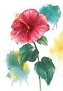 Watercolor red hibiscus flower isolated on white background with watercolor splashes Royalty Free Stock Photo