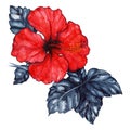 Watercolor red hibiscus karkade tropical exotic flower plant isolated