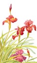 Watercolor red irises flowers illustration