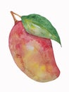 Watercolor juicy mango isolated on white background Royalty Free Stock Photo
