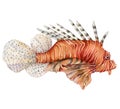 Watercolor red lionfish. Coral reef fish isolated on white background. Underwater nautical illustration for design