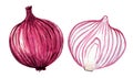 Watercolor red onion set isolated on white background Royalty Free Stock Photo