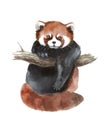 Watercolor red panda, hand drawn cute illustration. Creative woodland animals.