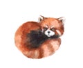 Watercolor red panda, hand drawn cute illustration. Creative woodland animals.