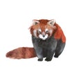 Watercolor red panda, hand drawn cute illustration. Creative woodland animals.