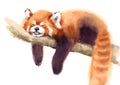 Watercolor Red Panda Sleeping on the Branch Hand Drawn Animal Illustration isolated on white background Royalty Free Stock Photo