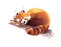 Watercolor Red Panda Sleeping on the Branch Hand Drawn Animal Illustration on white background