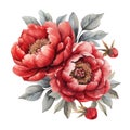 Watercolor red peonies on white background.Elements for floral design Royalty Free Stock Photo