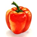Watercolor Red Pepper Isolated