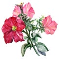 Watercolor red petunia bouquet. Illustration.
