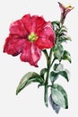 Watercolor red petunia. Illustration on a white background.