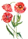 Watercolor red poppies bouquet. Illustration on a white background.