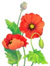 Watercolor red poppies. Flowers, bud and capsule poppy head