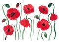 Watercolor red poppies