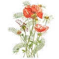 Watercolor red poppies. Wild flower set isolated on white. Botanical watercolor illustration, red poppies bouquet