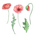 Watercolor red poppy, August month birth flower