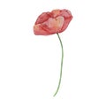 Watercolor red poppy, August month birth flower