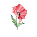 Watercolor red poppy flower isolated on background. Blooming bright scarlet head with black heart with green leaves