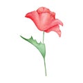 Watercolor red poppy flower isolated on background. Blooming bright scarlet head with green leaf. Hand drawn