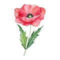 Watercolor red poppy flowers isolated on background. Blooming bright scarlet head with black heart. Hand drawn