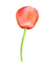 Watercolor red Poppy. Hand drawn botanical Papaver flower illustration isolated on white background. Bright field plant for cards Royalty Free Stock Photo