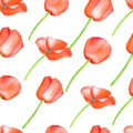 Watercolor red Poppy seamless pattern. Hand drawn botanical Papaver flower illustration isolated on white background Royalty Free Stock Photo