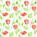 Watercolor red Poppy seamless pattern. Hand drawn botanical Papaver flower with leaves illustration isolated on white background. Royalty Free Stock Photo