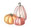 Watercolor red pumpkin. Watercolor illustration on white background. Group of vegetables.