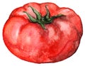 Watercolor red ripe tomato vegetable food isolated vector