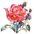 Watercolor red rose realistic flower. Floral botanical flower. Isolated illustration element.