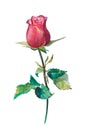 Watercolor Red Rose on white background. Side View. Hand made realistic flower