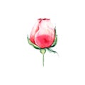 Watercolor red rosebud flower. Hand draw illustrations.