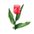 Watercolor red terry tulip. The flower is isolated on a white background. Royalty Free Stock Photo