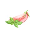 Watercolor red tomato slice vegetable and green fresh basil leaf isolated on white background. Royalty Free Stock Photo