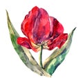 Watercolor red tulip. Beautiful flower for congratulation.
