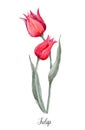 Watercolor red tulip flower Royalty Free Stock Photo